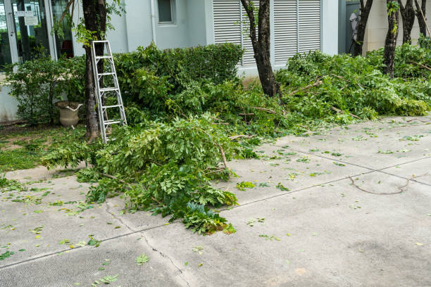 Tree and Shrub Care in Dallas, GA