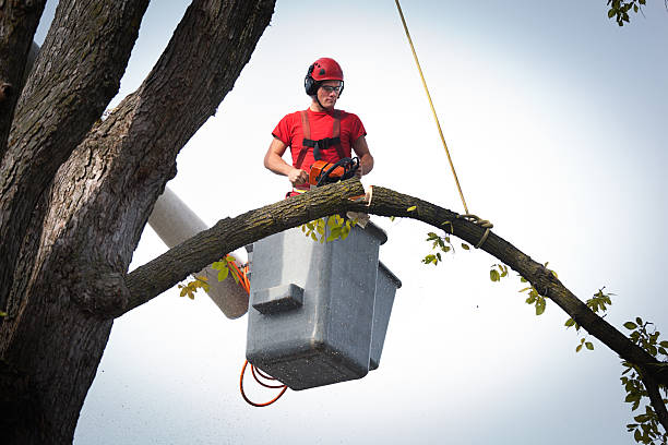 Best Tree Trimming and Pruning  in Dallas, GA