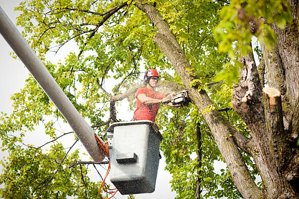 Best Tree Removal Service  in Dallas, GA